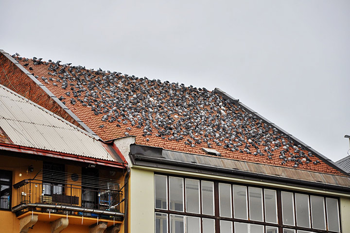 A2B Pest Control are able to install spikes to deter birds from roofs in Orsett. 
