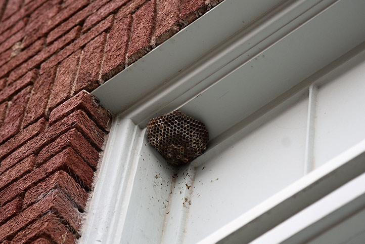 We provide a wasp nest removal service for domestic and commercial properties in Orsett.